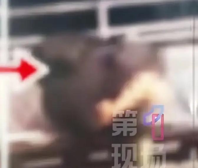 六旬男女认罪，码头行为出格，七年后果到底多大？