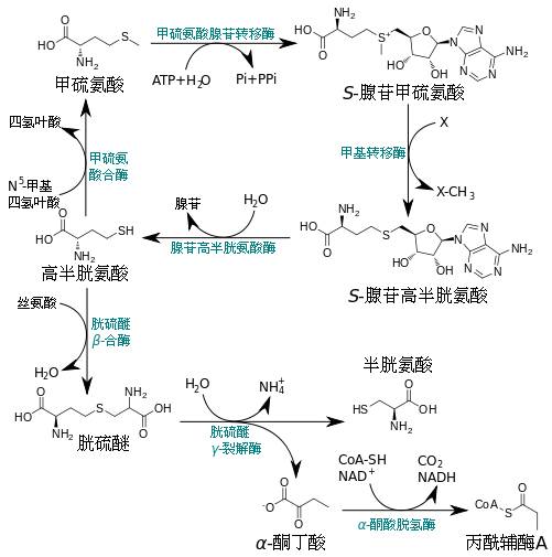 H型高血压,一个有中国特色的概念