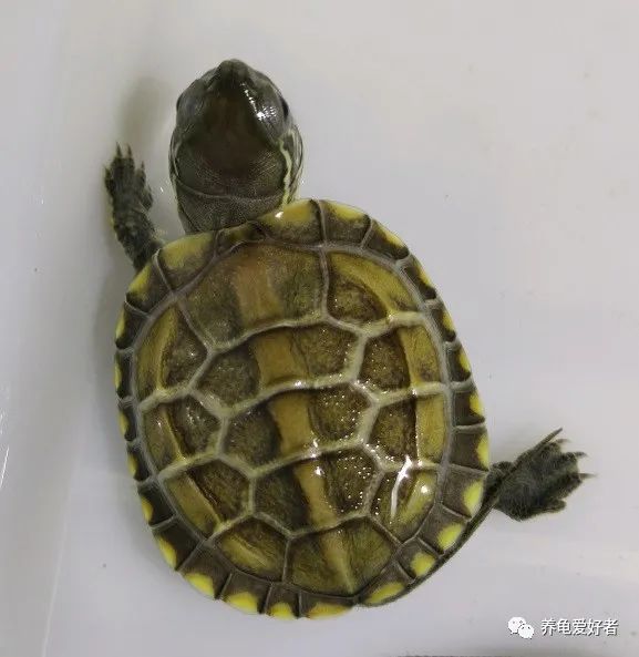 又到了龟不吃东西不下水的季节了，没有好办法对付它？