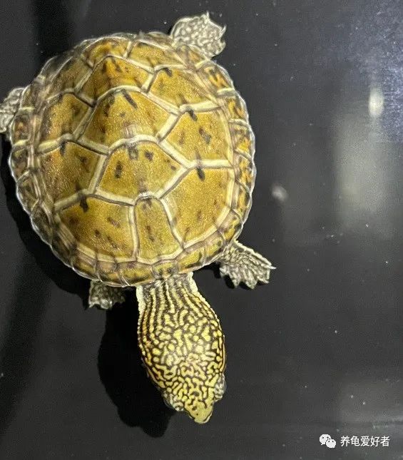 又到了龟不吃东西不下水的季节了，没有好办法对付它？