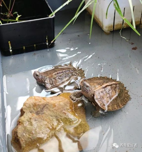 又到了龟不吃东西不下水的季节了，没有好办法对付它？