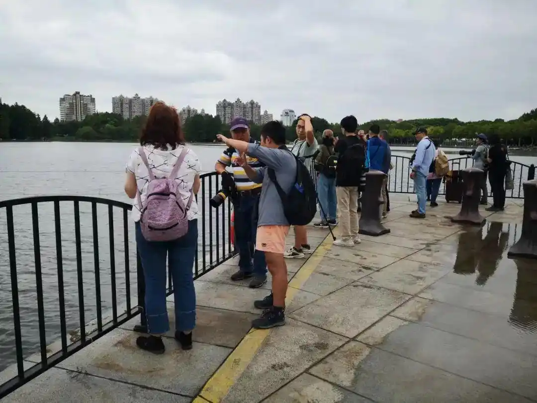上海市中心惊现“神话之鸟”！全球仅存100余只