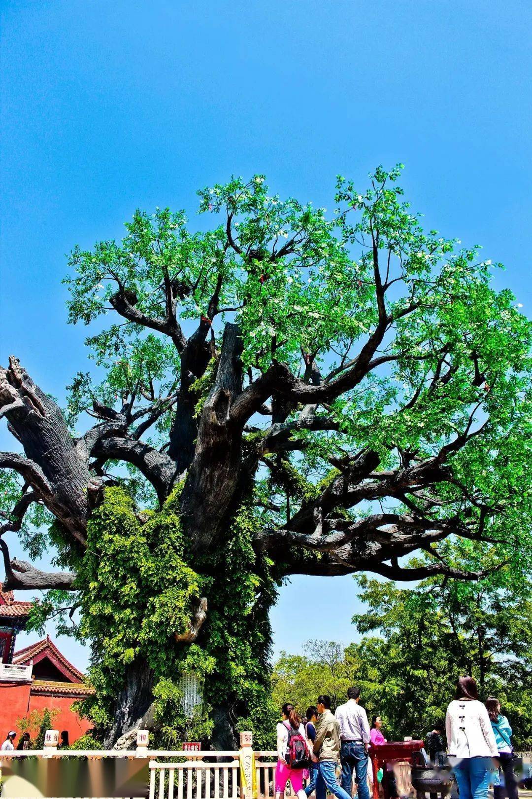 改變中國的17次大移民