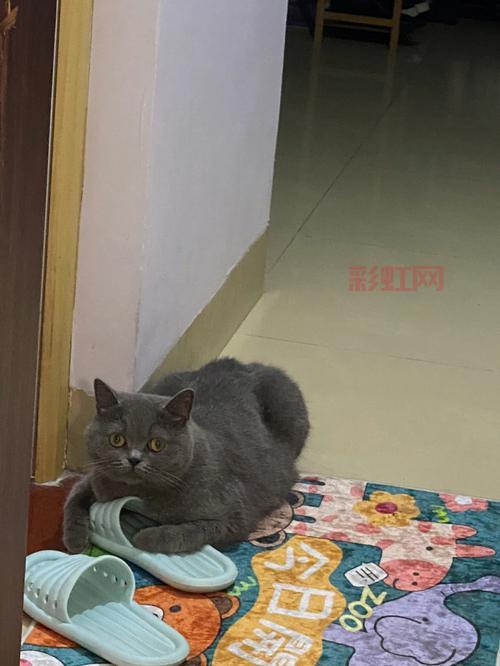 蓝猫视频手机版：热门电影、综艺、短片一网打尽