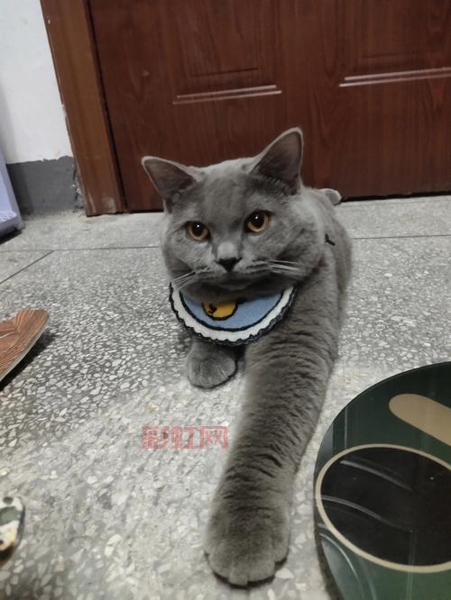 蓝猫视频手机版：热门电影、综艺、短片一网打尽