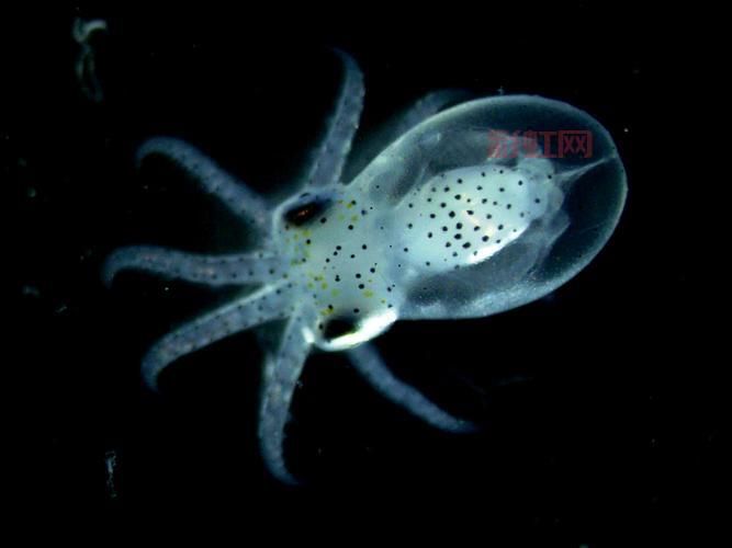 深海争霸:人类、章鱼与外星硅族的终极战争