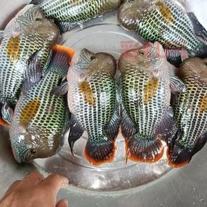 了解皇冠鱼：观赏与食用的最佳选择