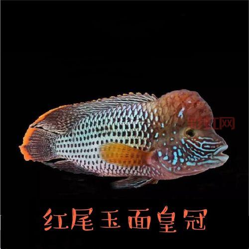 了解皇冠鱼：观赏与食用的最佳选择