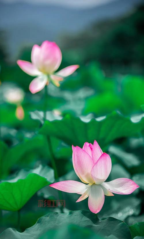 [随风飘飘天地任逍遥，潇洒人生自由无拘]