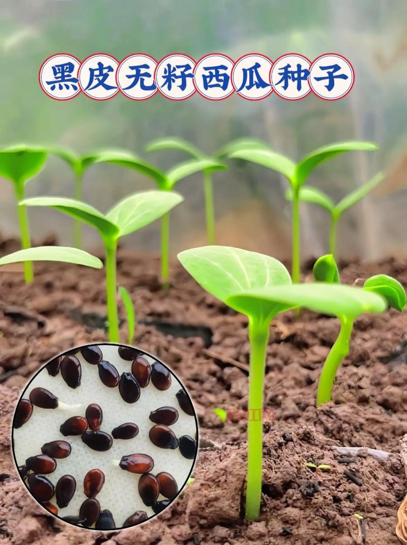 我们吃的西瓜子真的是西瓜里的籽吗？