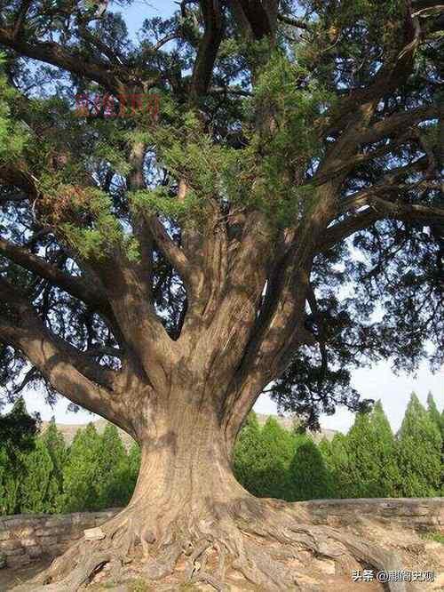 122岁长寿老人朱郑氏去世，享年122岁令全国震惊