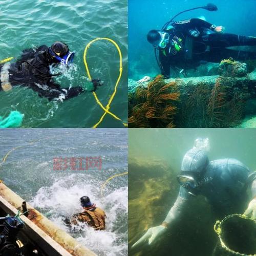 揭秘海洋夏眠者:为什么海参在夏季进入“夏眠”?