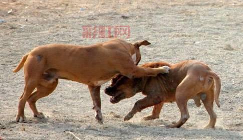 猪王争霸赛：贵州雷山民俗赛事震撼登场