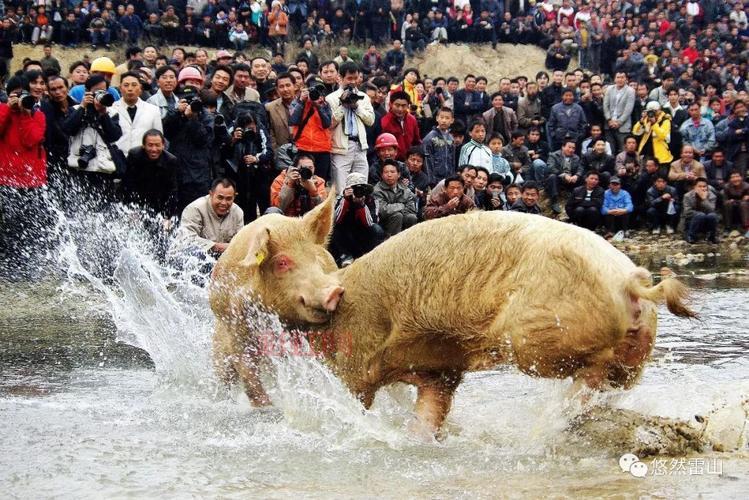猪王争霸赛：贵州雷山民俗赛事震撼登场