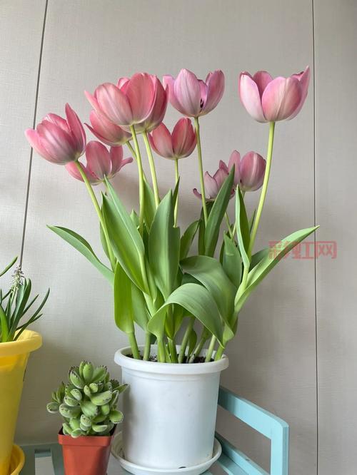 探秘聪明的伊克伊克：最佳掉落位置与攻略