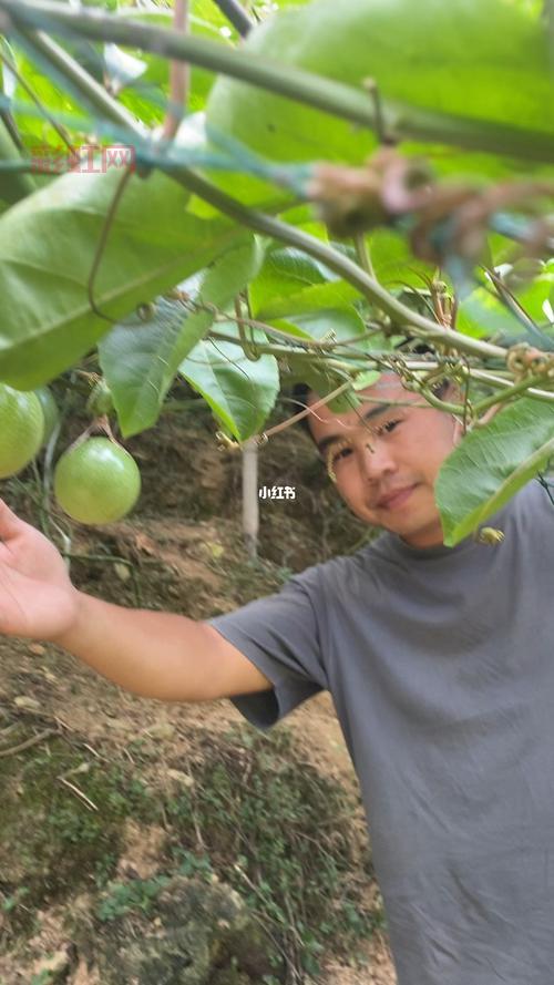 百香果高温不结果？教你低成本温控养护秘诀