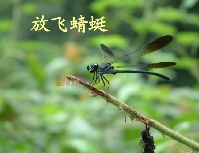 了解阳阳玛:蜻蜻蜓的属性与最佳培养策略