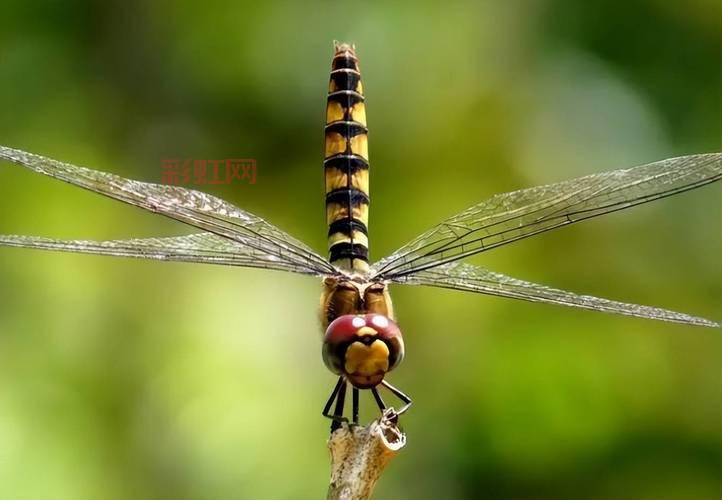 了解阳阳玛:蜻蜻蜓的属性与最佳培养策略