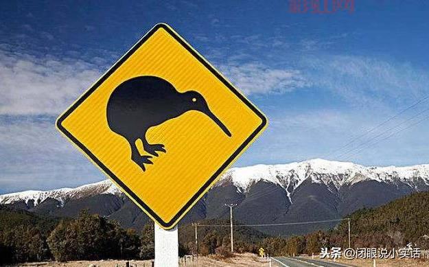 无翼鸟集：探索几维鸟的奇妙世界