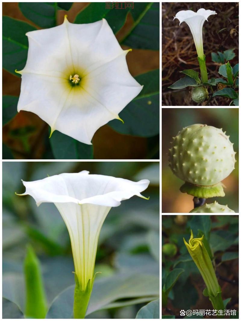曼陀罗花有毒吗？它的毒性和危害你了解多少？