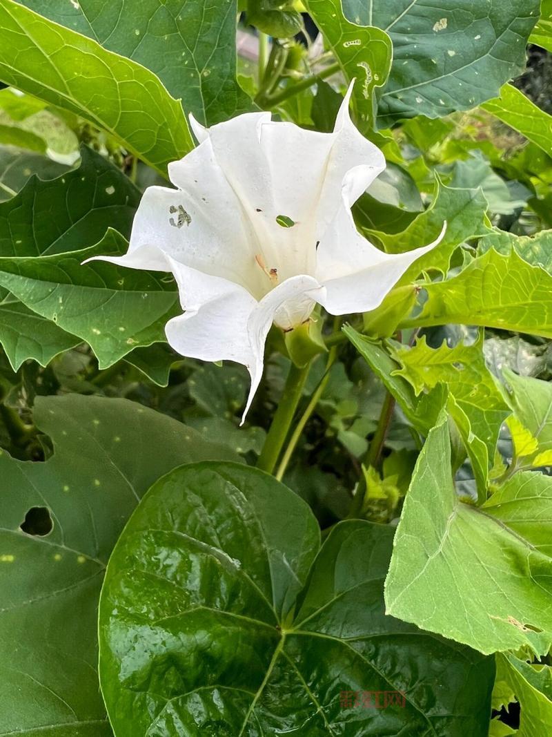 曼陀罗花有毒吗？它的毒性和危害你了解多少？