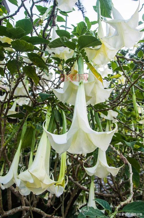 曼陀罗花有毒吗？它的毒性和危害你了解多少？