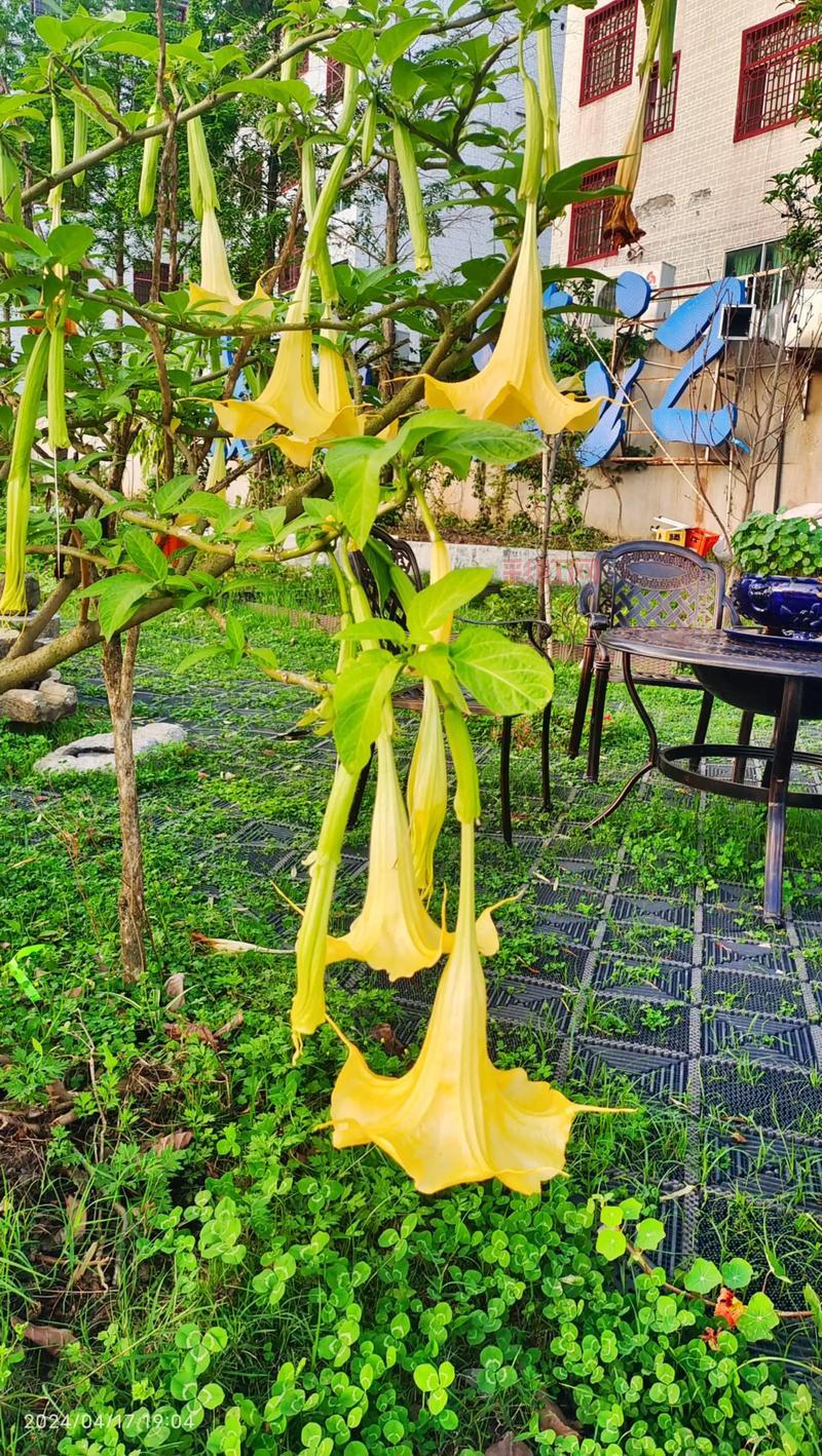 曼陀罗花有毒吗？它的毒性和危害你了解多少？