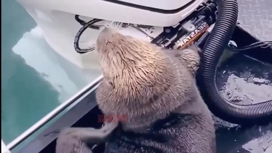 小海豹登上渔船引轰动：罕见场景背后的故事