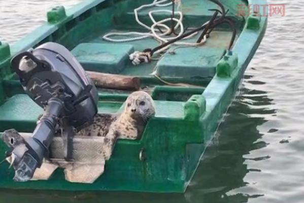 小海豹登上渔船引轰动：罕见场景背后的故事