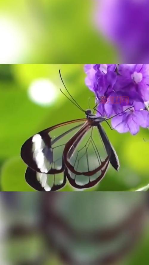 涨知识啦！原来纸币防伪技术借鉴了蝴蝶翅膀的奥秘