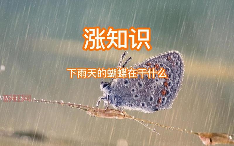 涨知识啦！原来纸币防伪技术借鉴了蝴蝶翅膀的奥秘