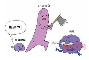 日本批准基因编辑河豚上市,成为第三种基因编辑食品