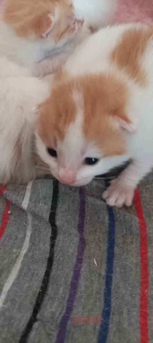 S7上单艾克出装解析:如何打造高效输出与生存