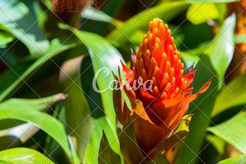 梦幻叶子:赋予生活灵感的绿色艺术