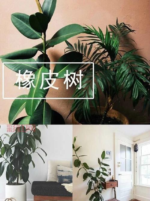 净化魔法屋是什么？家庭空气净化方法揭秘！