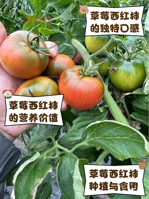 番茄黄瓜丝瓜草莓秋葵能一起吃吗？会不会有冲突？