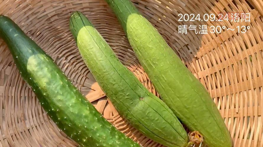 番茄黄瓜丝瓜草莓秋葵能一起吃吗？会不会有冲突？