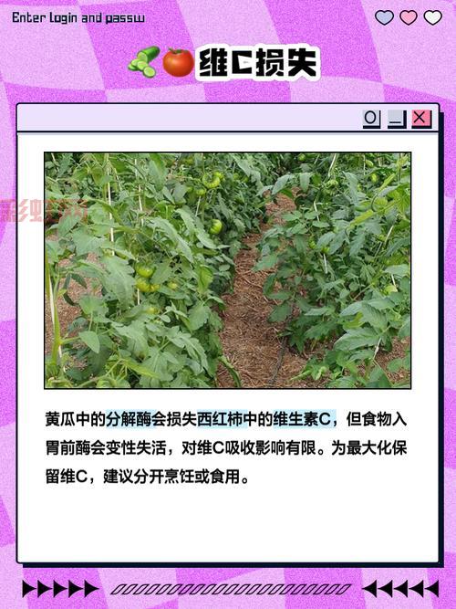 番茄黄瓜丝瓜草莓秋葵能一起吃吗？会不会有冲突？