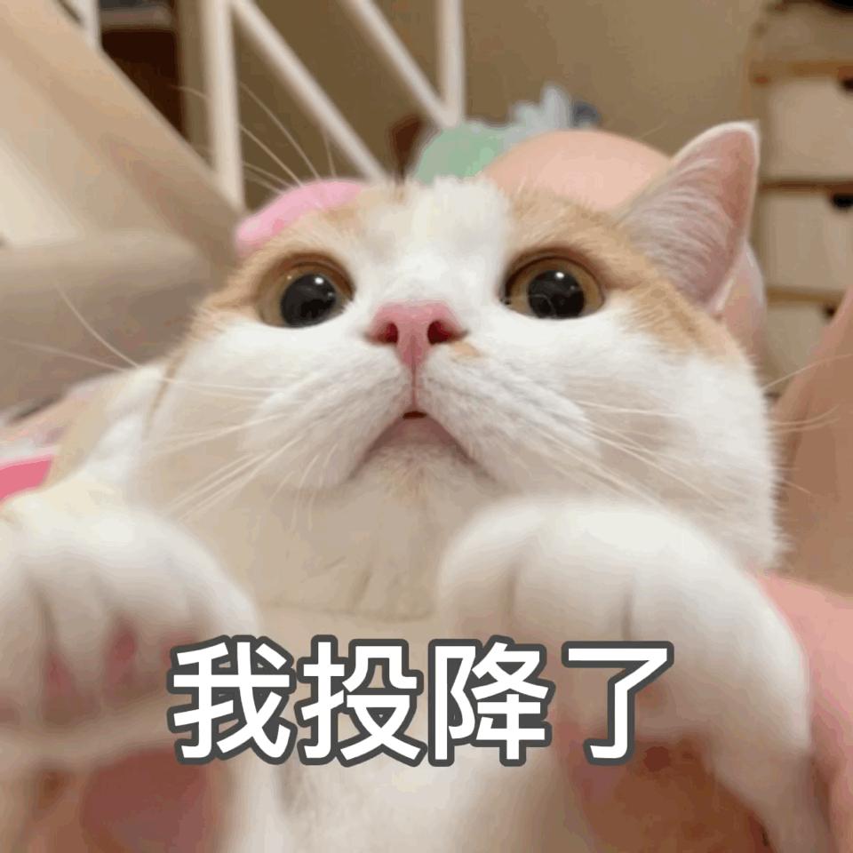 30条“猫咪小知识”，养猫的你一定要了解！