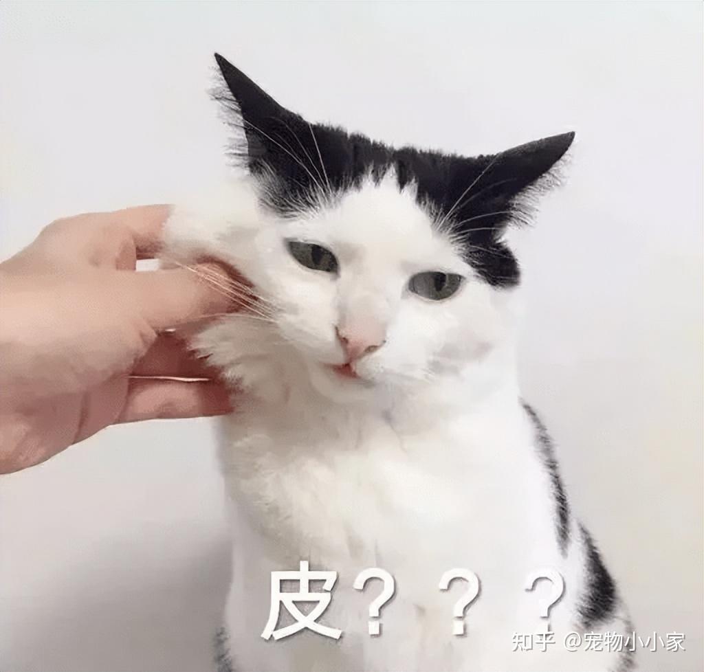 30条“猫咪小知识”，养猫的你一定要了解！