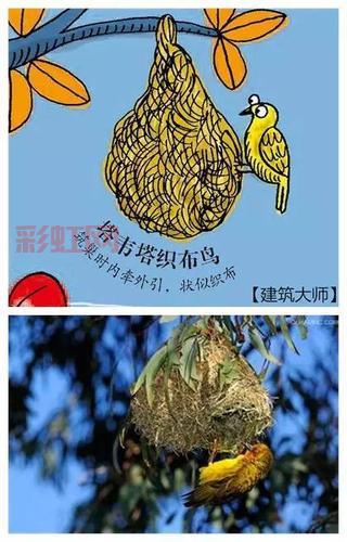 巢作之龙攻略大全,快速进阶成为高手!