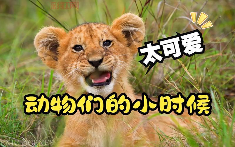 日本ZOOM动物视频火了,这些可爱场面太治愈!