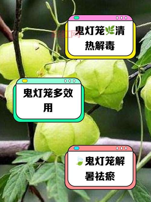 雾气缭绕的幽魂灯笼有啥用？原来是这样！