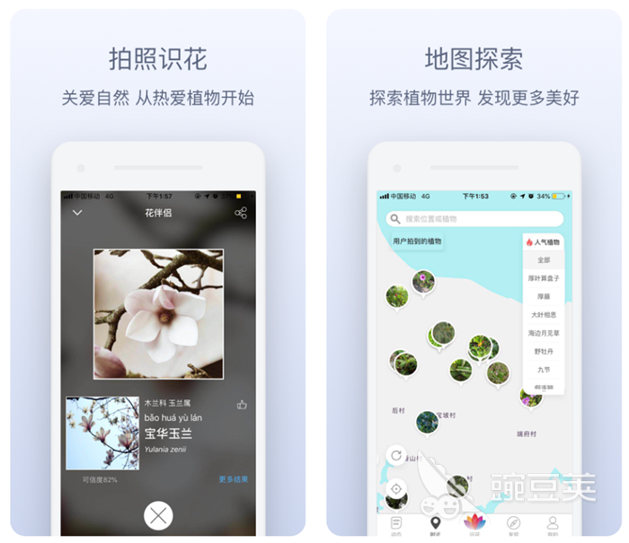 扫植物识别软件哪个好 识别植物名称的软件排行榜