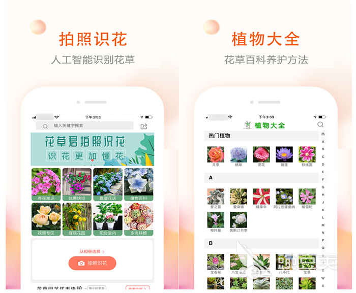 扫植物识别软件哪个好 识别植物名称的软件排行榜