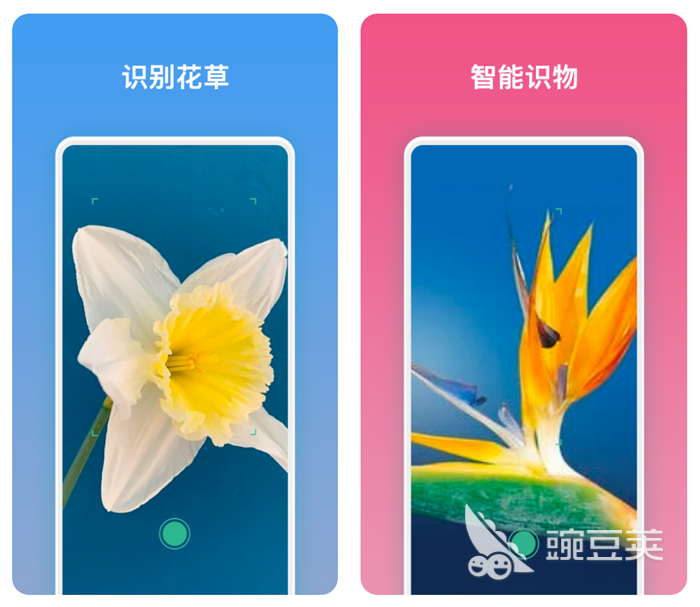 扫植物识别软件哪个好 识别植物名称的软件排行榜