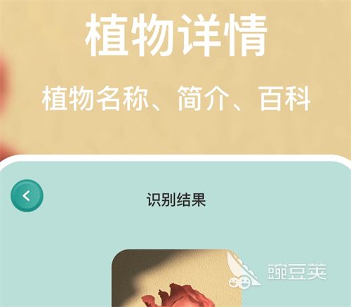 识别植物最准确的软件有哪些 热门的植物识别APP合集