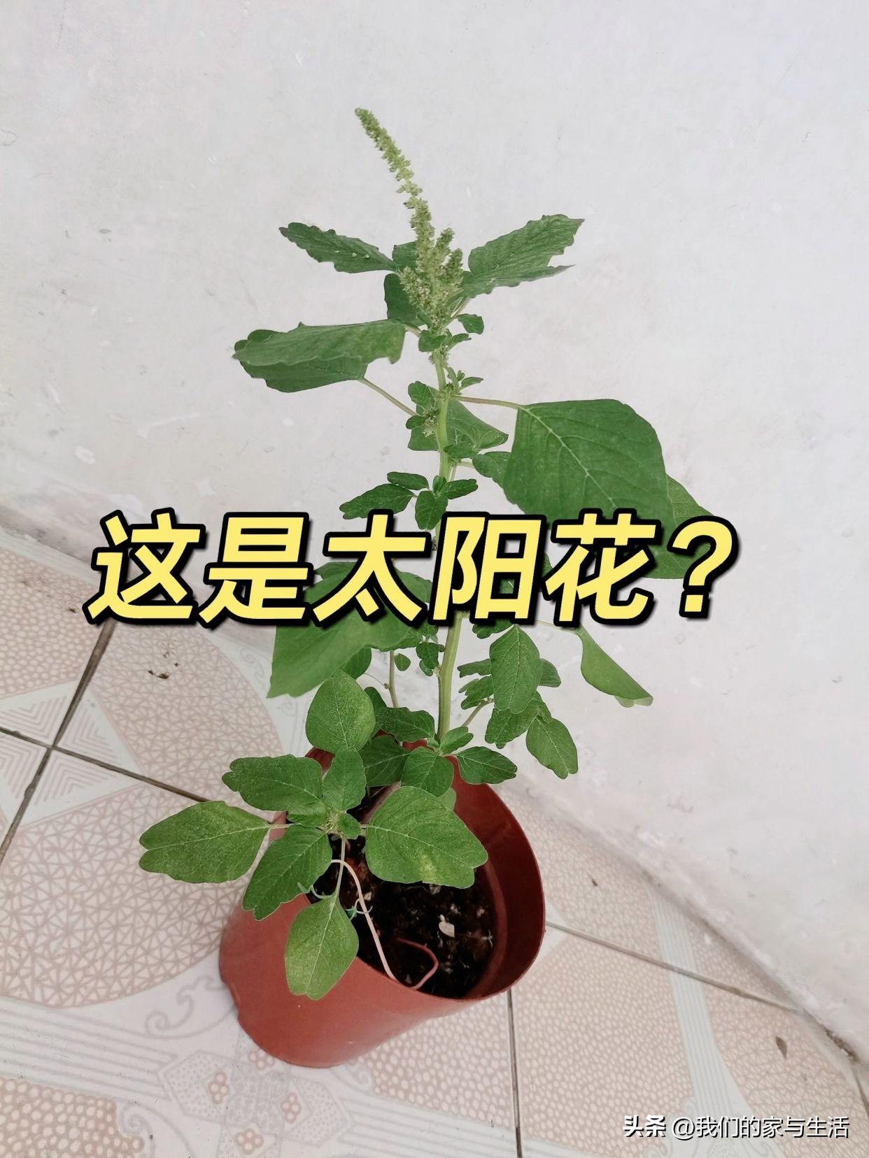 再没钱，也千万不要在网上买这4样“东西”，看完真得挺后怕的！