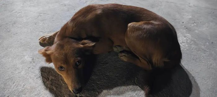 2025，毕业生 “卷” 向出海