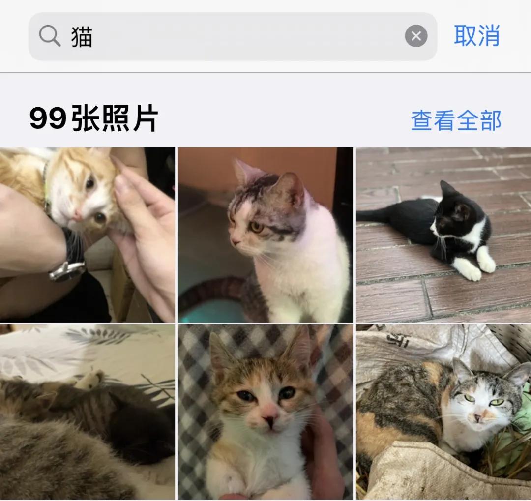 用了5年iPhone，才知道「相册」能这样玩
